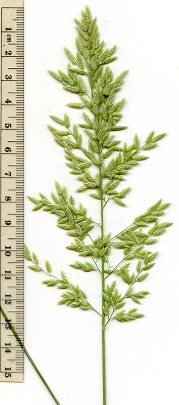  Eragrostis cilianensis